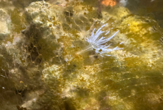 Aiptasia