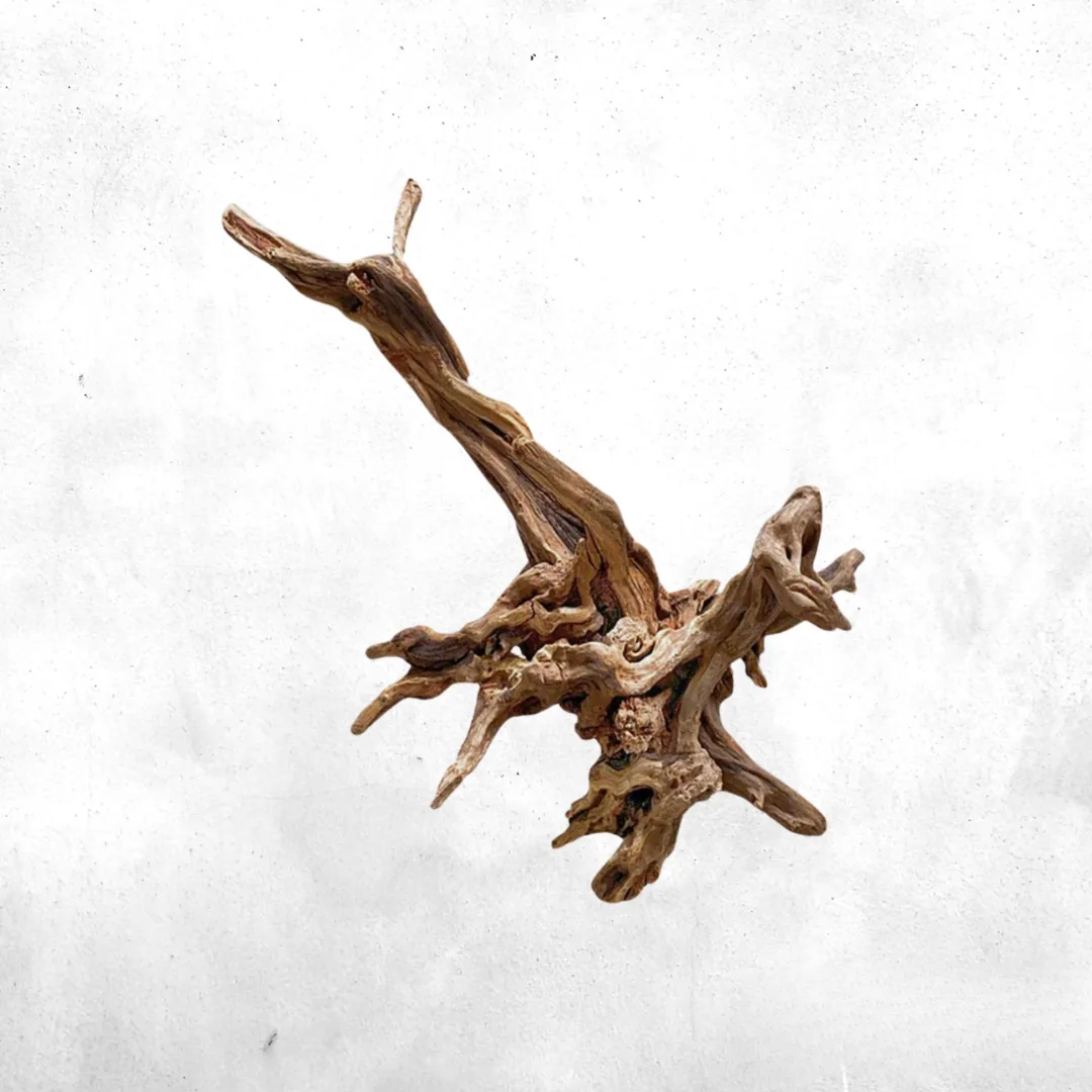 Kayu Santigi laut