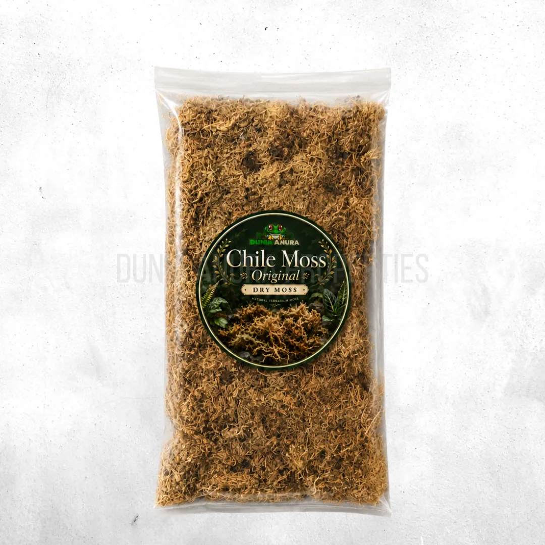 Media Chille Sphagnum Moss (moss kering)