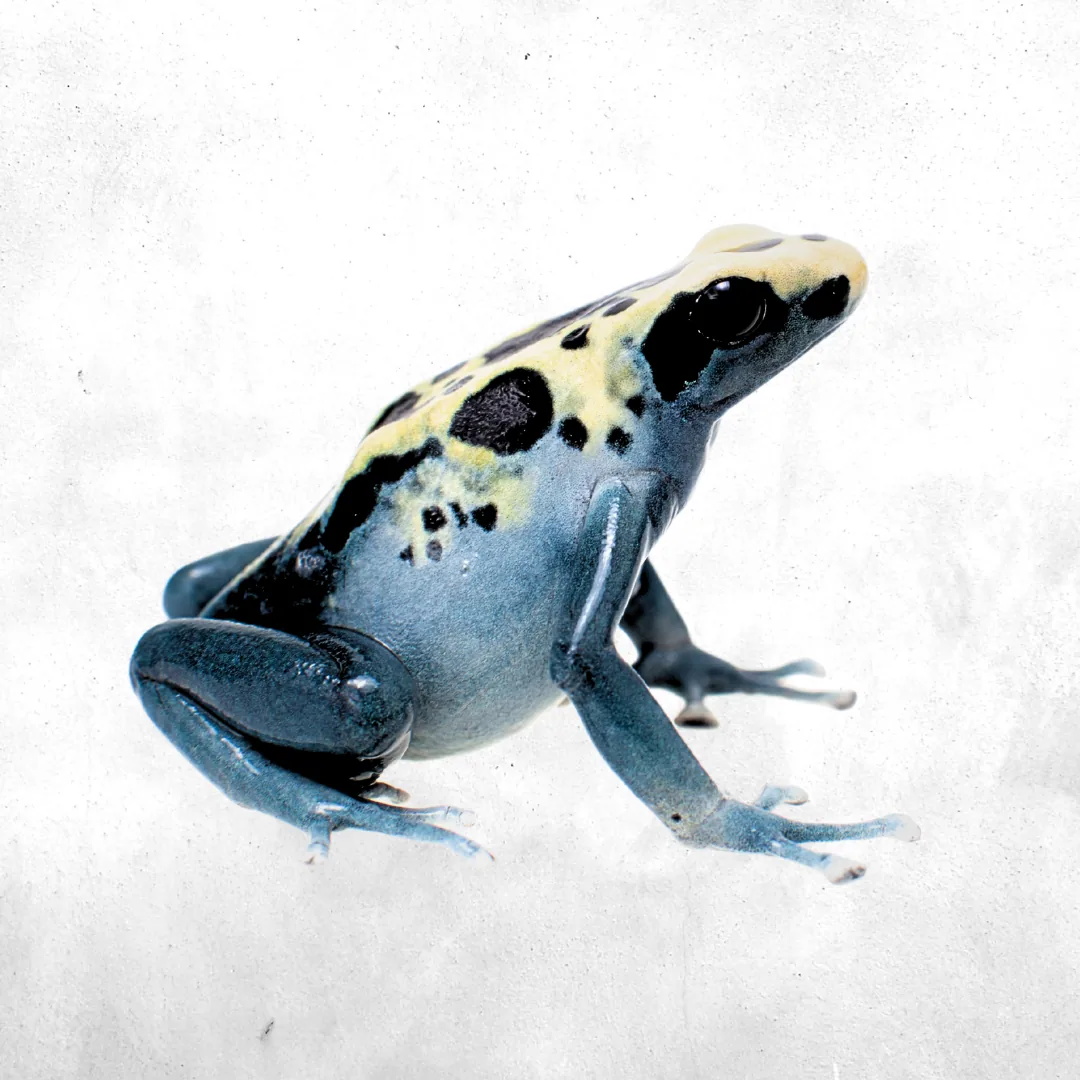 Tinctorius Patricia