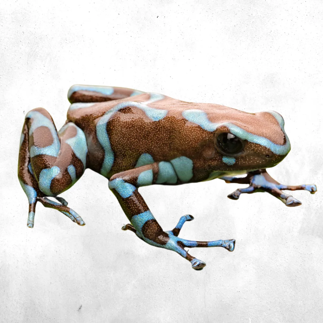 Auratus Super Blue