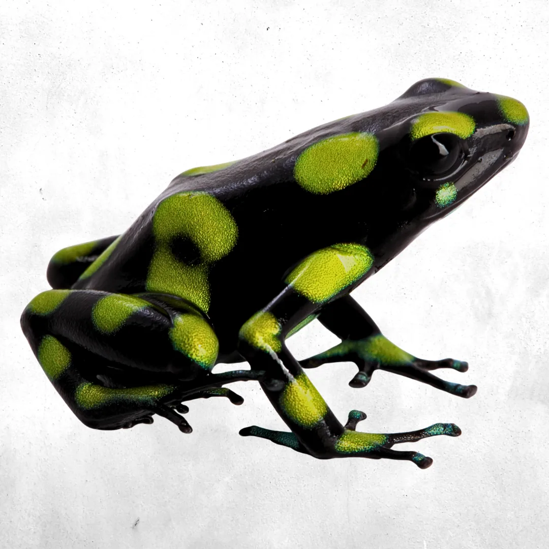 Auratus Capurgana