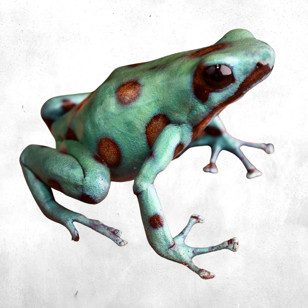 Auratus Microspot