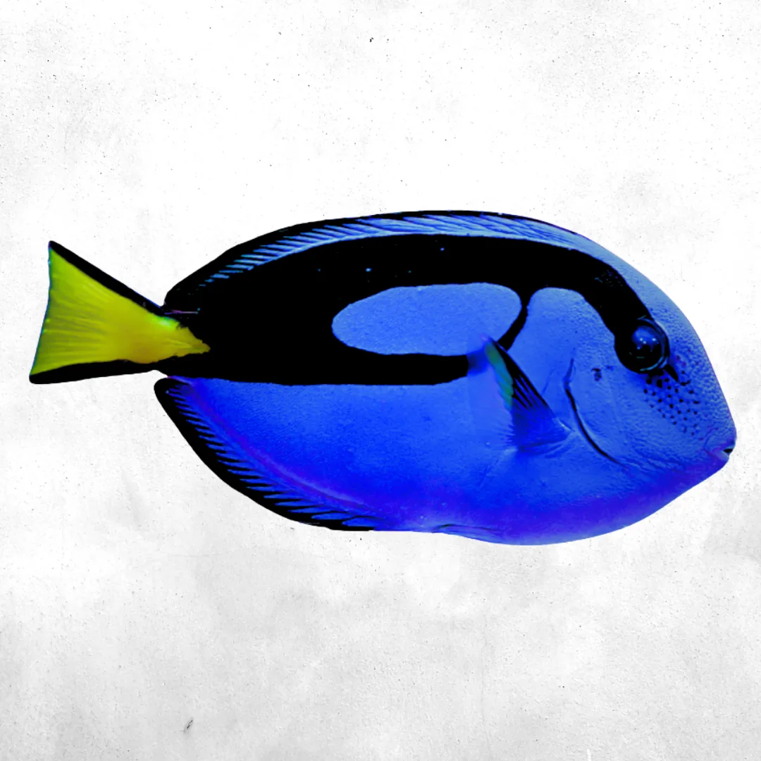 Blue Tang