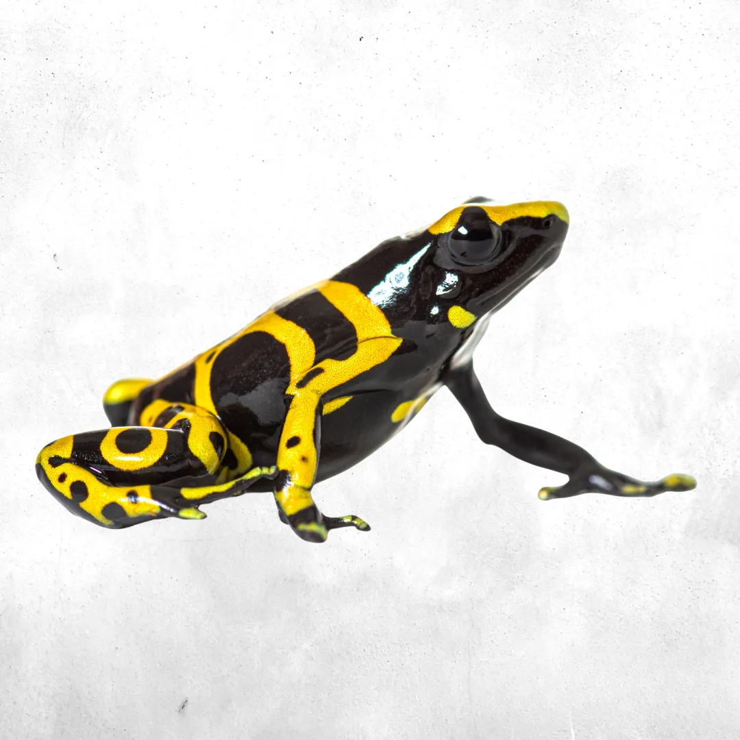 Leucomelas