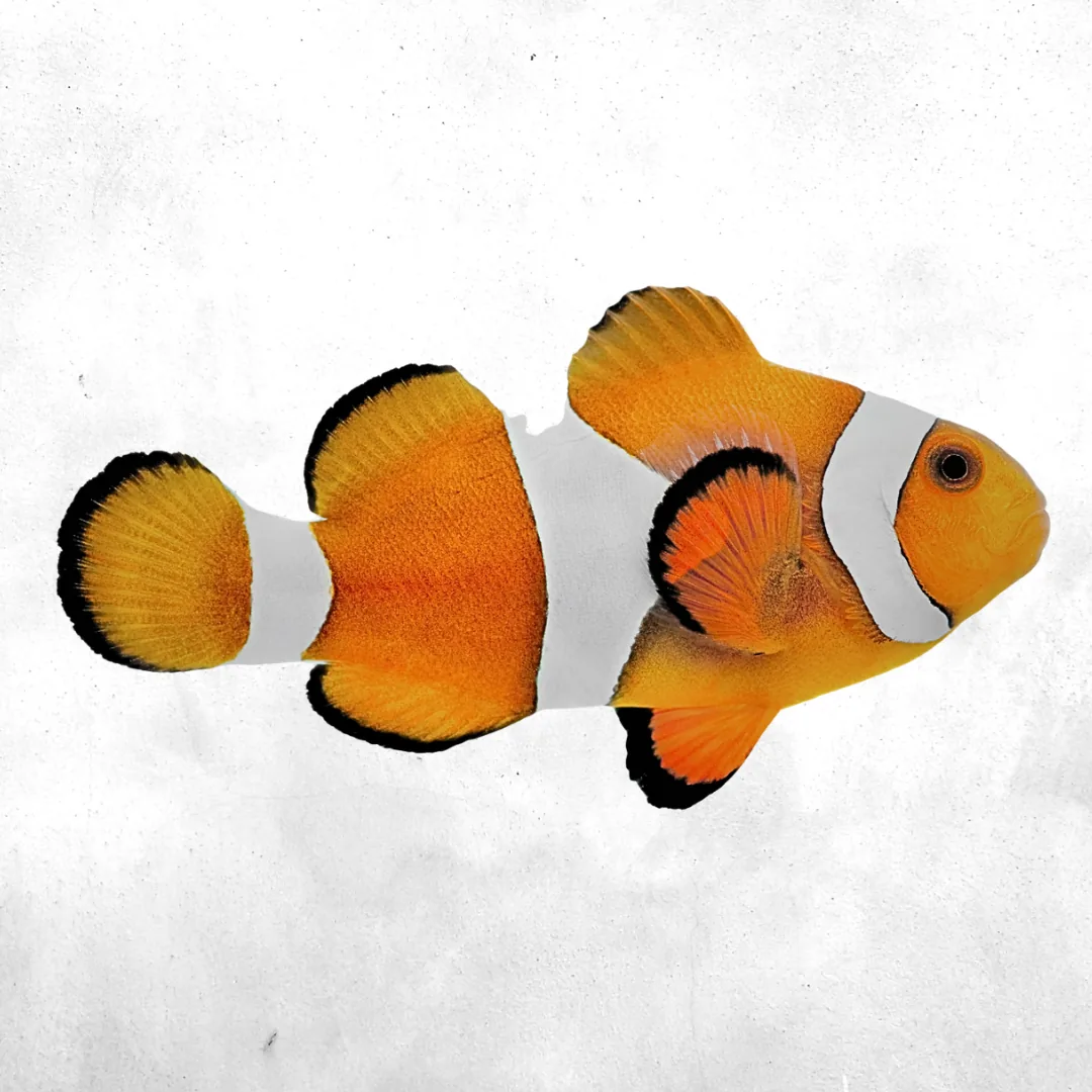 Clown Fish