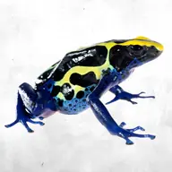 Tinctorius Cobalt