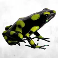 Auratus Capurgana