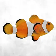 Clown Fish