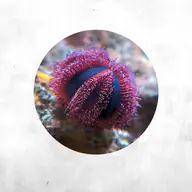 Tuxedo Urchin