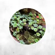 String of Frog